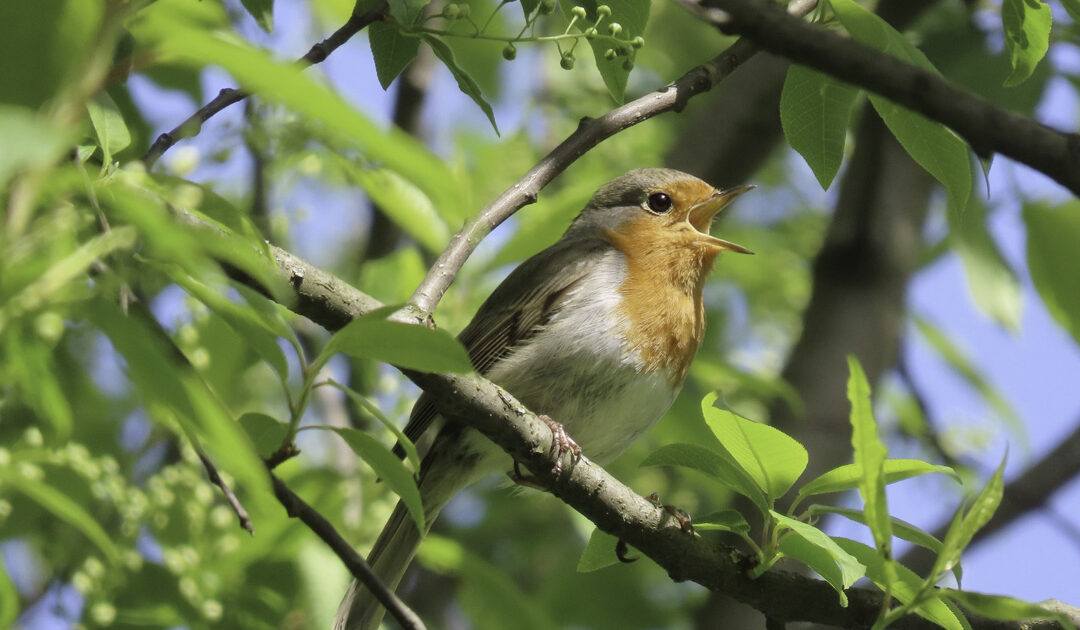 New partnership responds to growing need for spirituality in nature