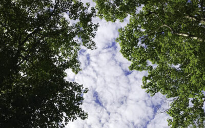The Bishop’s Blog: Daily prayer 6-30-22