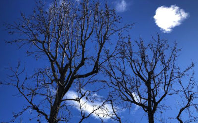 Daily prayer: Winter trees