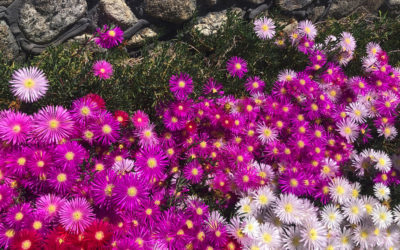 Daily prayer: A world of beauty