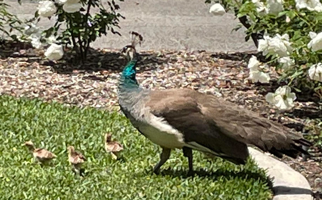 Peafowl in Pasadena
