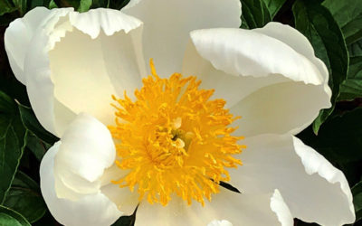 Daily prayer: Sixth Sunday after Pentecost
