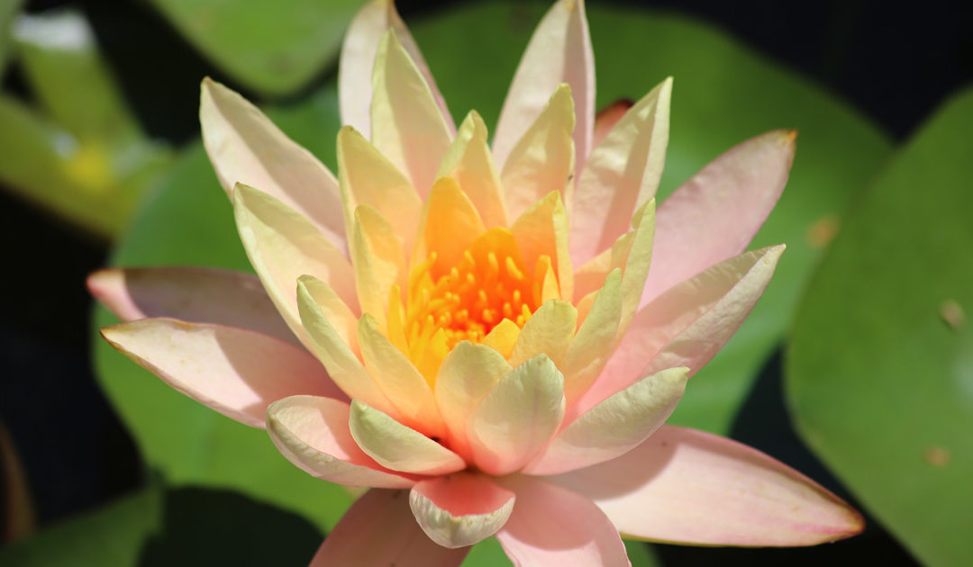Episcopal, interfaith ministries of St. Paul’s Commons will be featured in booth at Echo Park’s Lotus Festival July 15-16