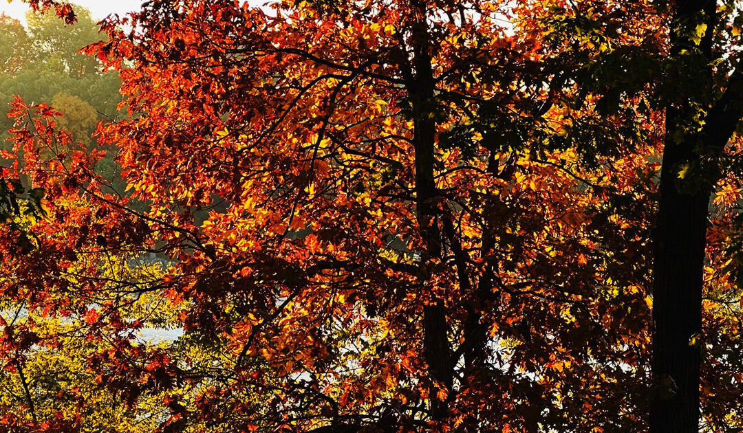 Daily prayer: Rejoice in God’s creation